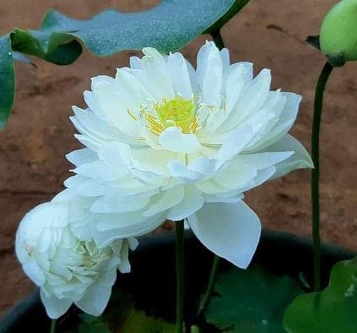 Ruckkuz - Lotus Live plant tubers Code 08 (peony fairy) (B0BCGSW57J) Amazon Price History, Amazon Price Tracker