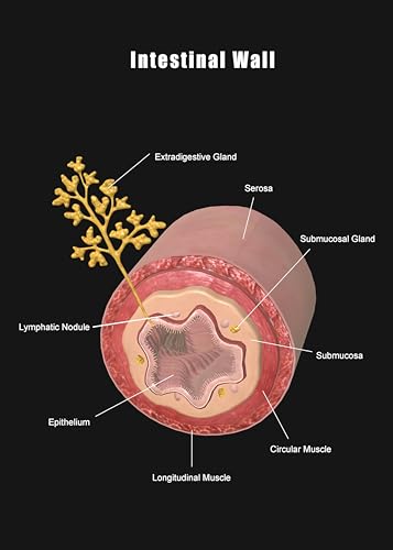 Image of Taanfu Body Educational Learning Anatomy Posters ，Intestine Wall Art Intestinal Villi Anatomy Art Poster Digestive System Organs Illustration Small Intestine Physiology Anatomy Wall Art Villi