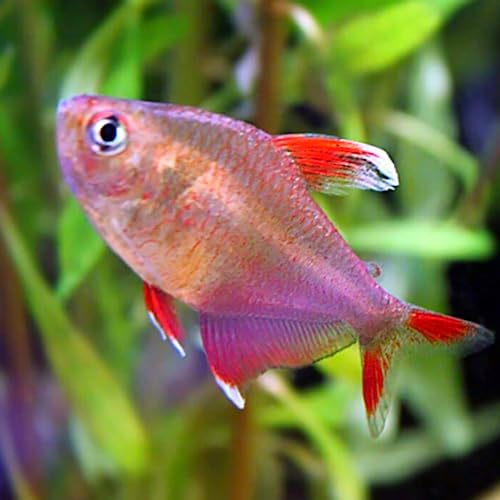 Candy Cane Tetra (Pack of 8) Live Fish for Aquarium - Live Fish for Aquarium - Exotic Freshwater Live Fish, Live Aquarium Fish, Live Fish, Live Freshwater Fish - Freshwater Fish