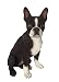 Hi-Line Gift Ltd Boston Terrier Dog Statue