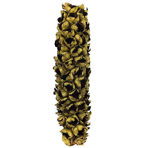Vickerman Basil Giant Seed Pod Half 26