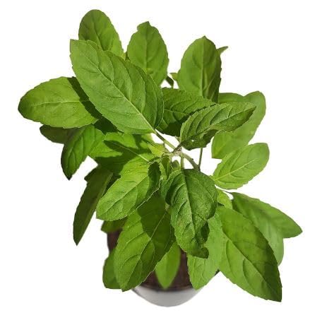 Image of MSK EVER GREEN Live Rama (Hari) Tulsi Medicinal Plant Holy Basil Plant With Black Plastic Pot