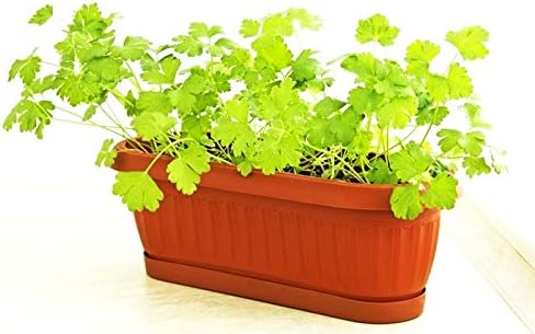 Miniatura 6 de Semillas de perejil para plantar jardín de hierbas 500+ semillas