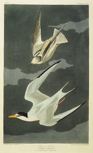 Cuadro de Sterna minore de John Audubon lienzo decorativo de 60x90cm