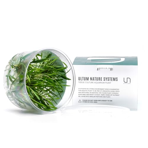 Ultum Nature Systems Cryptocoryne Lucens Tissue Culture Live Plant for Aquarium, Aquascape...