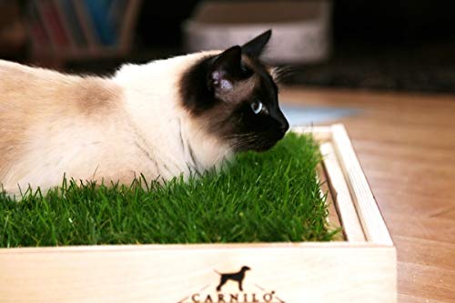 Katzengras CARNILO – Frisches, hochwertiges Gras für Katzen