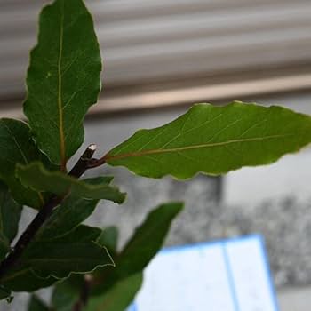 月桂樹　ローリエ 楽天市場】香りの良い月桂樹 (ローリエ) 7号ポット苗 : 苗木部