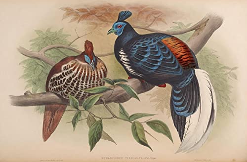 Affiche d'oiseau Euplocamus Vieilloti 60x90cm pour décoration murale