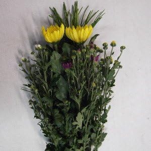 Amazon 花木屋 高野槇の仏花 花束 60 程度 輪菊 色 黄黄 生花 仏壇 墓参り お供え 花 花束 オンライン通販 Amazon 花木屋 高野槇の仏花 花束 60 程度 輪菊 色 黄黄 生花 仏壇 墓参り お供え 花 花束 オンライン通販