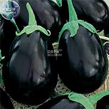 FARM Melanzana nera Graines de gros légumes, 100 semi, biologica gustosa per giardino di casa E4327I:Graines