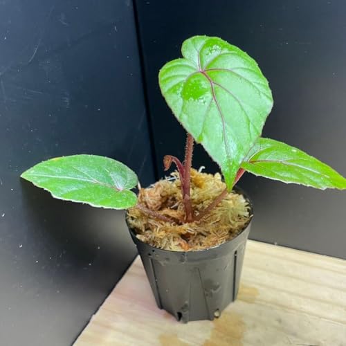 Begonia handelii ����x�S�j�A �n���f���[ �M�ѐA�� �x�S�j�A