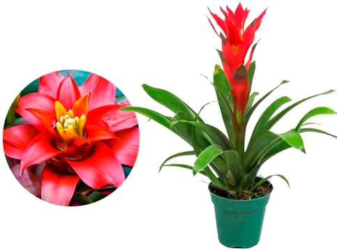Muda de Bromélia (Bromeliaceae) Altura de 20 a 40cm – planta orna...