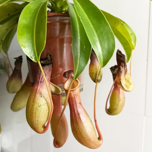 Semillas de plantas de jarra Nepenthes - Semillas de plantas carnívoras, Plantas reales, maceta de bonsái. Semillas de plantas, plantas de sombra, resistentes. Salón decorativo 150pcs