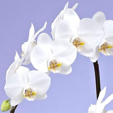 Amazon Co Jp 日比谷花壇 Offerings Midi Phalaenopsis White 2 Pieces Stand Home Kitchen