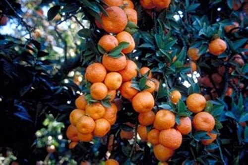 Myrtle Leaf Orange Chinotto in 2.5 inch pot