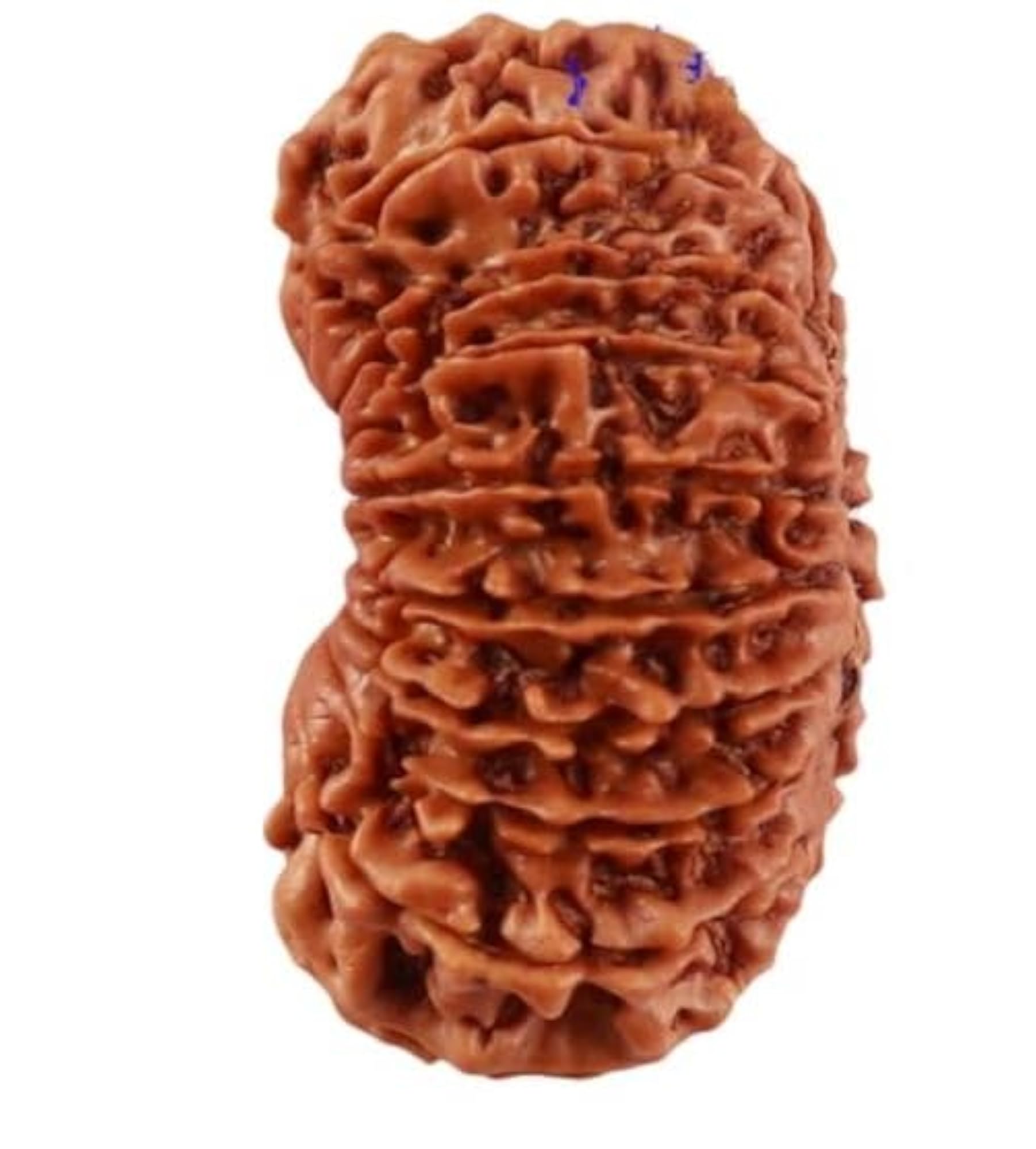 Nineteen Face Rudraksha Bead, Original Certified