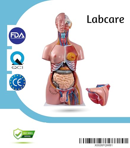 Image of Labcare Anatomical Life Size (Magnetic Parts) Unisex Human Torso Model in 24 Parts with Interchangeable Reproductive System in Fiber Glass Material. 85 cm length