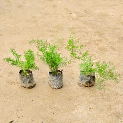 Bedroom Plants Set of 3 - Aspara Grass in 4 Inch Nursery Bag-image-45