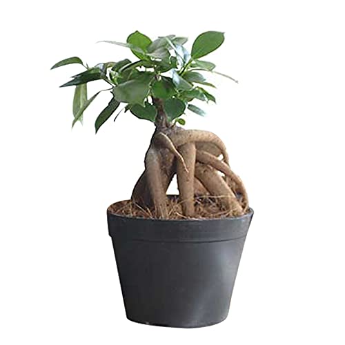 ガジュマルの木 55cm Amazon｜ガジュマル/ガジュマルの木/妖精の宿る木 鉢サイズ：口径約