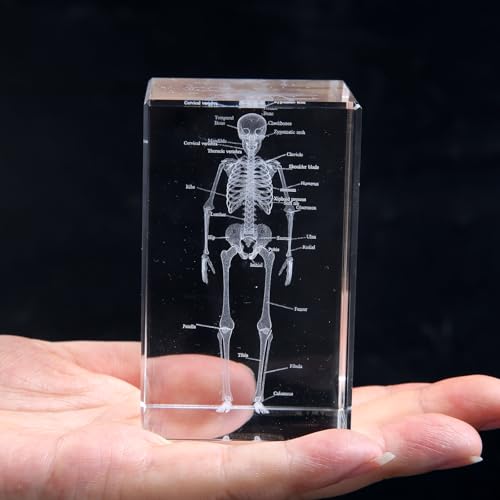 Image of 3D Human Skeleton Crystal Model Skeletal Anatomical Model for Home and Office Decoration, Unique Gift for Doctors and Students