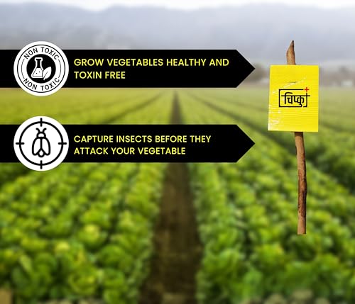 Image of Chipku A5 Yellow Sticky Trap for Insects Pack of 50 Sheets| for Garden & Agriculture to Control Whiteflies, Aphids, Thrips, Jassids| Fly Catcher Insect Catcher Glue Trap for 100% Results