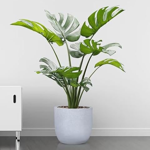 Large Terracotta Pot (16-inch)
