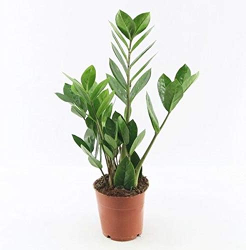 Zamioculca in 10 cm pot, 30 cm high minimum (live plant)