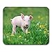 Produktbild Mauspad Rosa Tier Junges lustiges Schwein auf frühlingsgrünem Gras Mousepad für Notizbücher, Desktop-Computer Mausmatten, Büromaterial