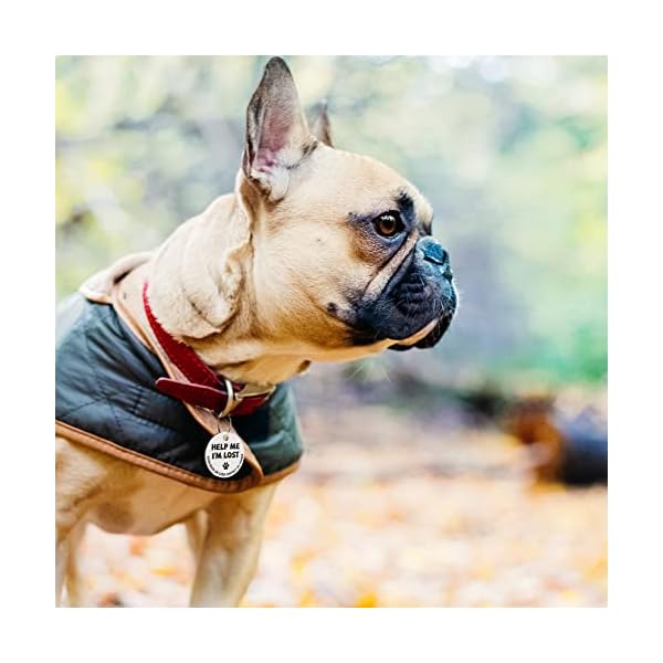 MYLUCKYTAG Stainless Steel QR Code Pet ID Tags Cat Tags – Pet Online Profile – Scan QR Receive Instant Pet Location Alert Email MYLUCKYTAG Stainless Steel QR Code Pet ID Tags Cat Tags – Pet Online Profile – Scan QR Receive Instant Pet Location Alert Email