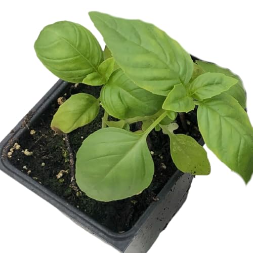 Large Leaf Italian Basil Plant, 2.5-inch Pot, Organic Culinary He...