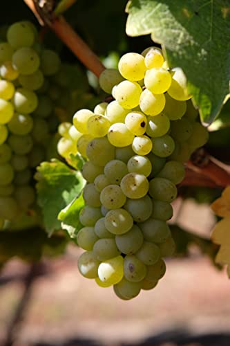 Haras De Pirque Albaclara Sauvignon Blanc - 4