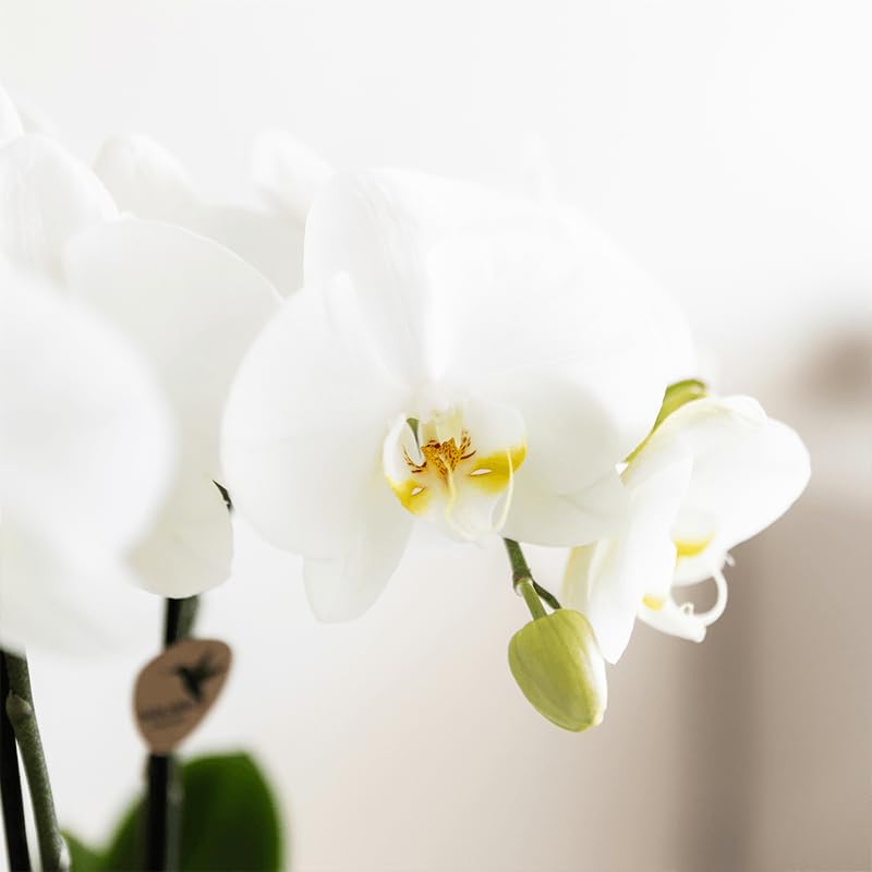 Juego de plantas de bambú blanco – Orquídea blanca Amabilis Ø9 cm + planta verde con maceta de cerámica – Planta de interior floreciente fresca del cultivador – 2 – 3 tallos