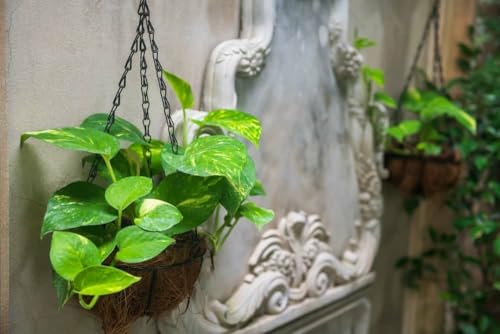 Image of Good Luck Money Plant Real Live Money Plant Golden Pothos Plant Air Purifying Plant Indoor Plant for Home and Garden (Pack of 1) A151