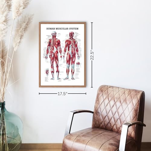 The Human Muscular System Laminated Anatomy Chart