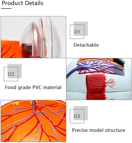 Modèle anatomique de globe oculaire à grossissement 6x pour dissection