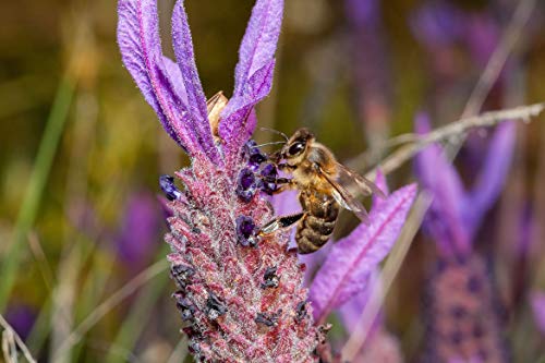 Miel de Lavanda Silvestre SerraMel miniatura 5