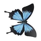 Aprilsunnyzone Adhesivo de pared de mariposa para decoración de jardín, PVC 3D, adecuado para superficies interiores y exteriores, 22 cm x 25,5 cm