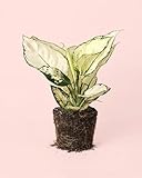 PUR PLANT Aglaonema White Joy | Planta de Interior Natural Decorativa | Hojas Blancas y Verdes | Maceta de Ø 12 cm