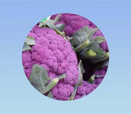 300 graines de chou fleur violet de sicile - RARE - goût sucré et savoureux