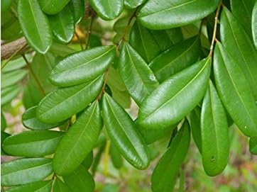 laxmi Taru, Paradise Tree, Simarouba Glauca (500 Leaves)-rare Health Suppliment dry leaves (B0DH4C6LJP) Amazon Price History, Amazon Price Tracker