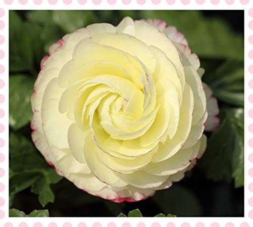 Amazon 花の苗春の花 夏の花 ゴージャス ホームdiy装飾 球根 2 花