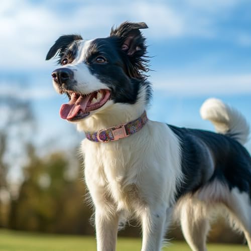 Collar reflectante para perro QQPETS ajustable de nailon miniatura 2