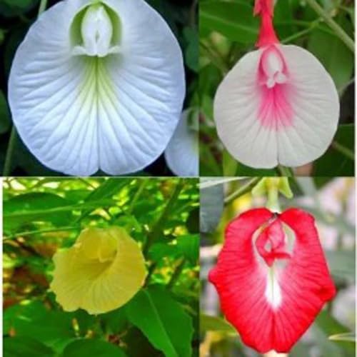 See full amazon price history chart for Aparajita Seeds Mixed Color Pack Blue, Pink, White Double & Single Petals Aprajita Shankhpushpi Hybrid Butterfly Pea Seeds Medicinal Flower Plant Creeper Seeds For Home Gardening (Pack Of 30)_S1957 Aparajita Seeds Mixed Color Pack Blue, Pink, White Double & Single Petals Aprajita Shankhpushpi Hybrid Butterfly Pea Seeds Medicinal Flower Plant Creeper Seeds For Home Gardening (Pack Of 30)_S1957 (B0D96DSCCD) Amazon Price History, Amazon Price Tracker