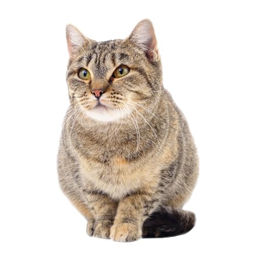 younikat UV Resistant Static Adhesive Removable Cat Lurking Window Sticker - Polyvinyl Chloride, Lauernd Cat, Door, Indoor, Glossy, 1 count