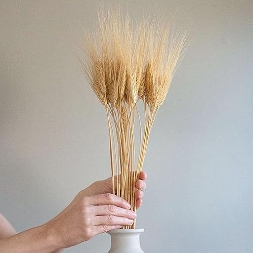 Image of XTORE Dried 10 Pcs Wheat Grass for Home Decoration (Pack of 10)