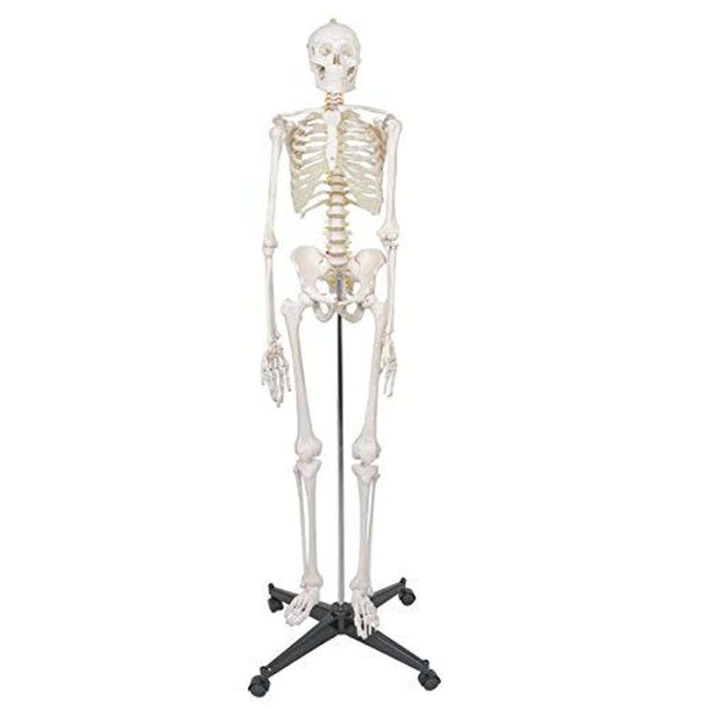 Model szkieletu ludzkiego naturalnej wielkości 170 cm do edukacji anatomicznej – elastyczny szkielet z PCV ze zdejmowaną czaszką, 206 kości, 1 szt.