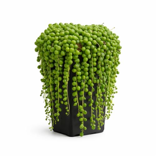 Image of Ugao Bharat Live String of Pearls Plant for Home | Hanging Succulent Decorative Plant | Indoor & Outdoor