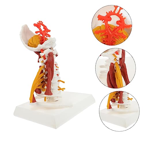 Modelo anatómico de vértebra cervical humana realista para enseñanza e investigación, fabricado en PVC miniatura 5