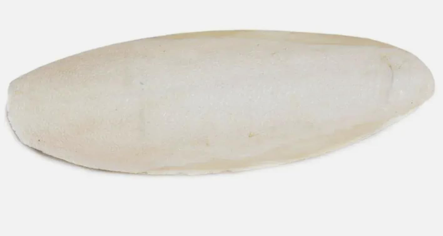 9-15cm Premium Quality Cuttlefish Bone (Pack of 5) Suitable for Cage Birds Reptiles etc, 5 count (Pack of 1)