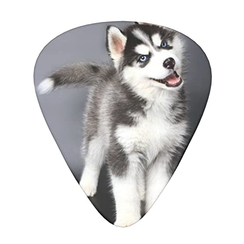 Ensemble de 12 médiators de guitare pour chien Husky mignon pour guitare acoustique, guitare électrique, contrebasse… - Les Beatles, Paul McCartney, John Lennon, RIngo Starr, George Harrison Ensemble de 12 médiators de guitare pour chien Husky mignon pour guitare acoustique, guitare électrique, contrebasse…
